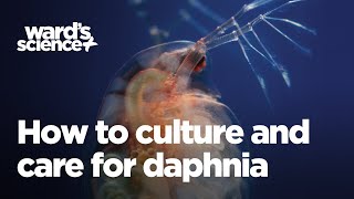 Caring and Culturing for Daphnia [upl. by Tarfe]