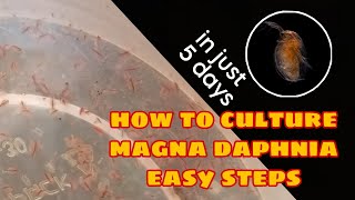 How to Culture Magna Daphnia Easily [upl. by Jerrol]