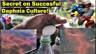 How to Culture Daphnia Successfully [upl. by Glass]