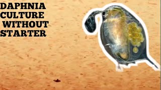 HOW TO CULTURE DAPHNIA NATURALLY WITHOUT A STARTER [upl. by Hasheem]