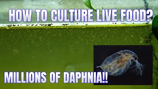 How to Culture Daphnia Secret Method to Breed MILLIONS  Simply Aquatic [upl. by Naghem]