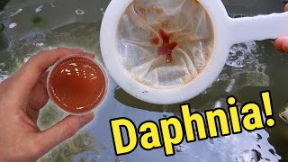 How I Culture Daphnia In Outdoor Tubs [upl. by Ahseenyt]