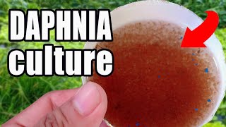 How to culture Daphnia  Easy way and complete guide [upl. by Pros761]