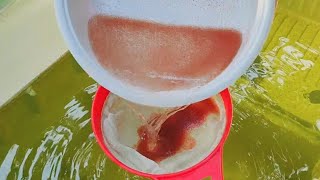 How to culture daphnia  Daphnia culture  How to grow daphnia outdoor [upl. by Ennaharas]