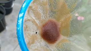 How to culture daphnia moina in a small container Part 1 English Subtitle [upl. by Nashbar]