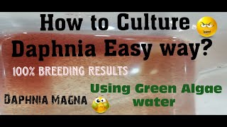 Daphnia MagnaHow to Culture Daphnia Easy wayCulturing Daphnia using Green water Daphnia [upl. by Brufsky239]