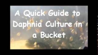 How to culture daphnia outside [upl. by Ruthe]