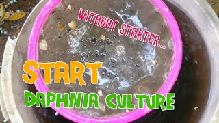 How to culture daphnia moina the easy way 1  Starting the Daphnia culture [upl. by Lleynad961]