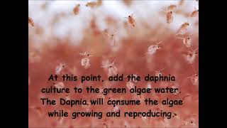 Daphnia  How to grow daphnia in your home [upl. by Netsrejk895]