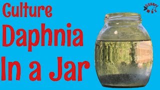 How to Culture Daphnia in a Jar [upl. by Pettifer345]