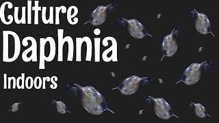 How to Culture Daphnia [upl. by Alyar]