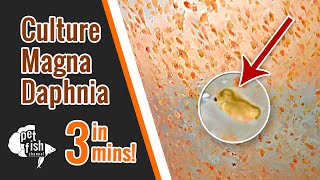 How to culture DAPHNIA MAGNA  The easy way [upl. by Grania]