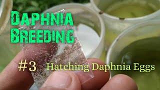 Daphnia Culture made simple and easy 3  Hatching Daphnia eggs [upl. by Morocco]