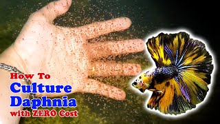 How to Culture Daphnia with ZERO Cost  Unlimited Live Food For Our Fish [upl. by Dionis]