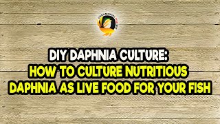 DIY Daphnia Culture How to Culture Nutritious Daphnia as Live Food for Your Fish [upl. by Bonne960]