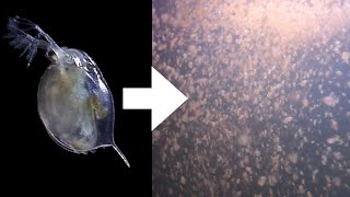 How I Culture Daphnia [upl. by Meid]