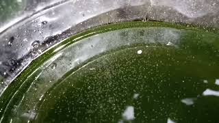 DAPHNIA MOINA CULTURE IN A SMALL BUCKET [upl. by Ensoll364]