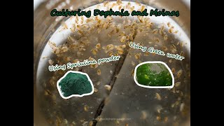 How To Culture Daphnia and Moinas using Green Water Spirulina powder [upl. by Alec]