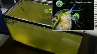 Raising Daphnia for the Freshwater Aquarium [upl. by Studdard875]