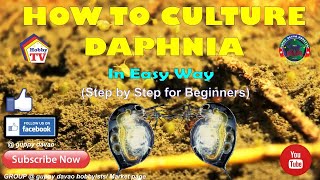 HOW TO CULTURE DAPHNIA In Easy Way [upl. by Leventhal]